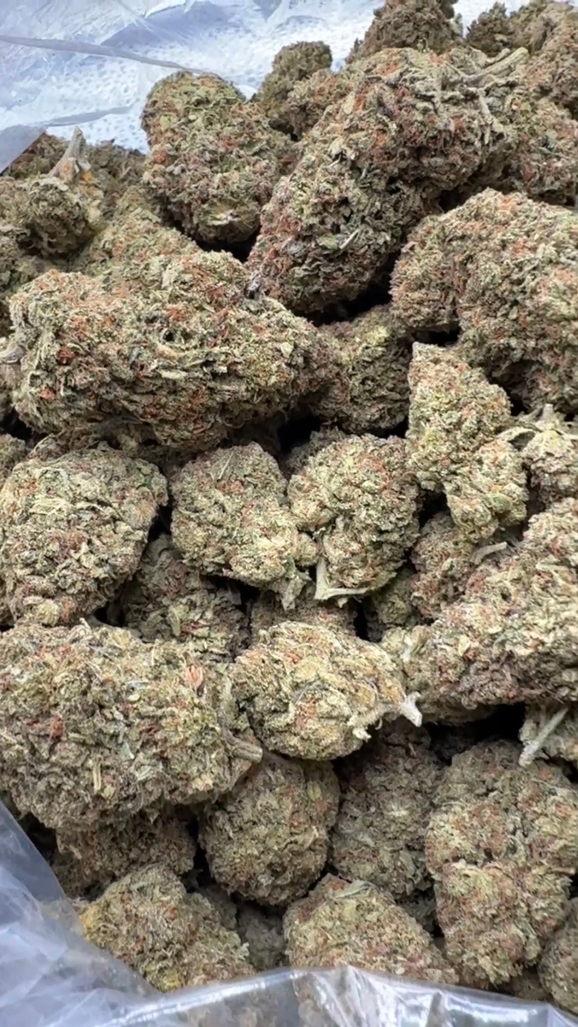 PAPAYA RUNTZ